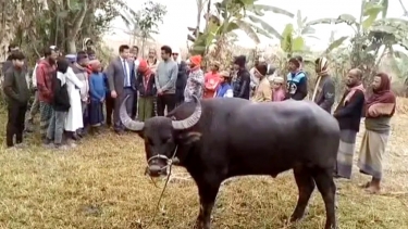 মহিষের লড়াই দেখতে মানুষের ভিড়, প্রশাসনের বাধায় লড়াই বন্ধ