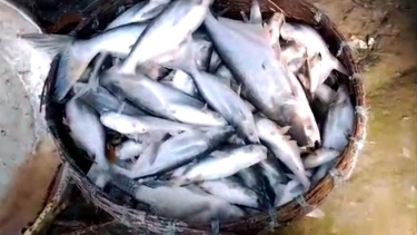 কাঁঠালিয়ায় পুকুরে বিষ প্রয়োগে মাছ নিধন