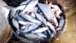 কাঁঠালিয়ায় পুকুরে বিষ প্রয়োগে মাছ নিধন