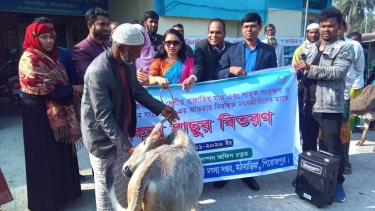 মঠবাড়িয়ায় জেলেদের মাঝে বকনা বাছুর বিতরণ