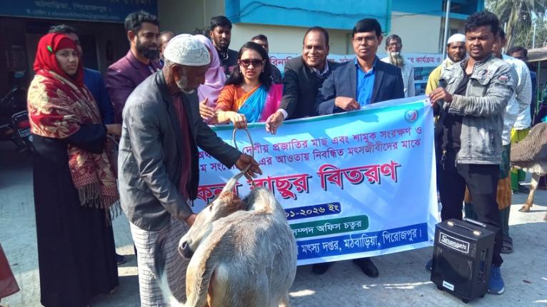 মঠবাড়িয়ায় জেলেদের মাঝে বকনা বাছুর বিতরণ