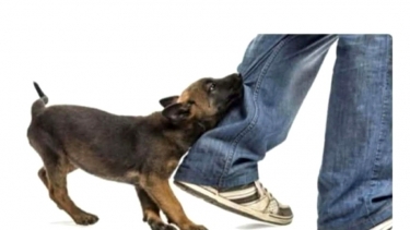 দুমকিতে পাগলা কুকুরের কামড়ে আহত ৩০