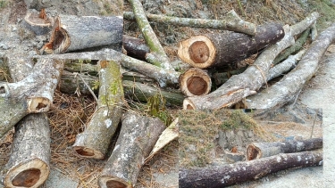 লালমোহনে বিধবার ভোগদখলীয় জমির গাছ কেটে নেওয়ার অভিযোগ