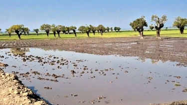 মধ্যনগরে শতবর্ষী হিজল বাগানে ধান চাষ
