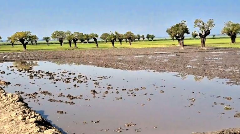 মধ্যনগরে শতবর্ষী হিজল বাগানে ধান চাষ