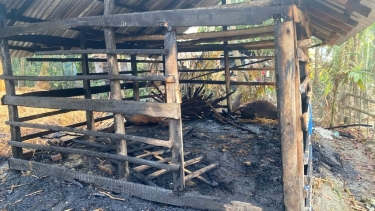 মঠবাড়িয়ায় গভীর রাতে দুর্বৃত্তদের দেয়া আগুনে কৃষকের ৩ গরুসহ গোয়ালঘর পুড়ে ছাই