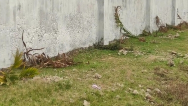 কুয়াকাটায় রাতের আঁধারে দুর্বৃত্তরা কাটল ২০০ গাছের চারা