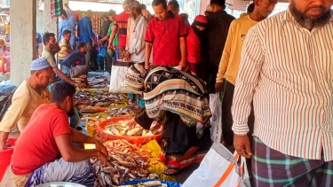 কাউখালীতে মাছের দাম উর্ধ্বমুখী,দিশেহারা ক্রেতারা