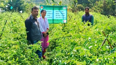 কাউখালীতে টমেটোর বাম্পার ফলন