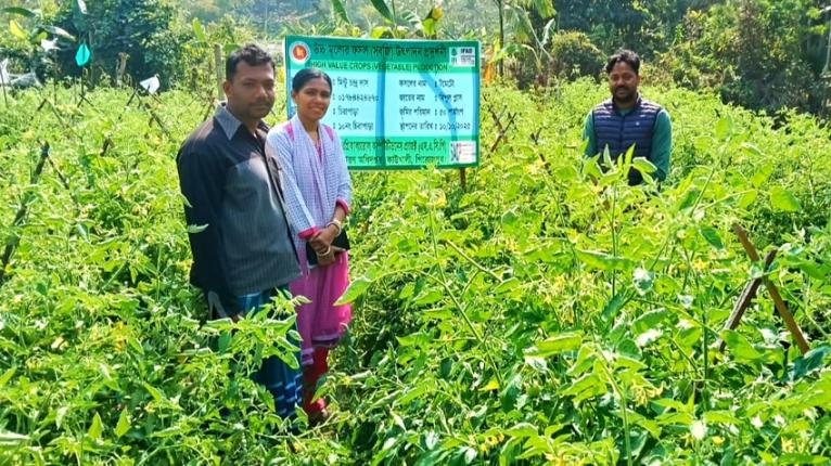 কাউখালীতে টমেটোর বাম্পার ফলন