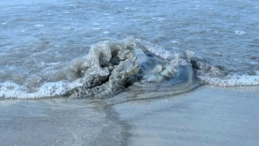 কুয়াকাটায় ঢেউয়ের সঙ্গে ভেসে এলো মৃত জেলিফিশ