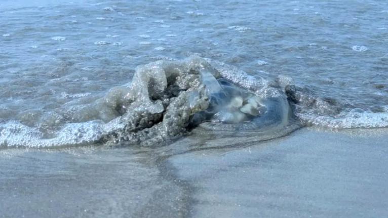 কুয়াকাটায় ঢেউয়ের সঙ্গে ভেসে এলো মৃত জেলিফিশ