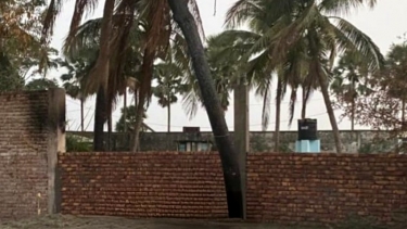 কুয়াকাটায় সরকারি খাস জমির গাছ কেটে বিক্রি, শ্রমিকদল নেতাসহ ৪ জনের বিরুদ্ধে মামলা