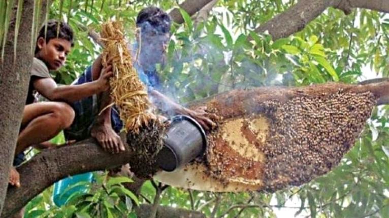 সুন্দরবনে শুরু হচ্ছে মধু আহরণ মৌসুম, লক্ষ্যমাত্রা বাড়িয়েছে বন বিভাগ