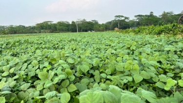 পটুয়াখালীতে মুগ ডালের বাম্পার ফলনের সম্ভাবনা