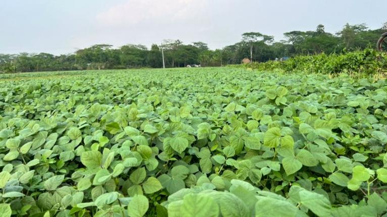 পটুয়াখালীতে মুগ ডালের বাম্পার ফলনের সম্ভাবনা