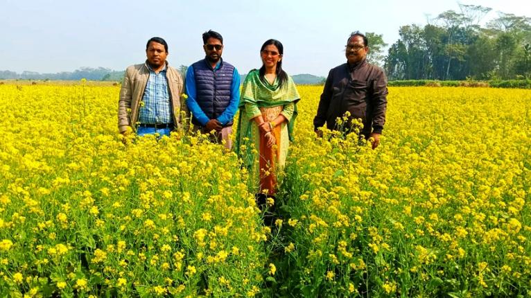 কাউখালীতে সরিষার বাম্পার ফলনে কৃষকদের মুখে হাসি