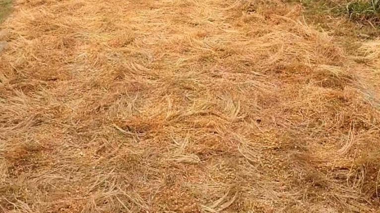 সড়কে ফসল মাড়াই, পথচারীদের বিড়ম্বনা