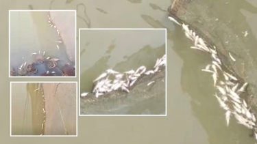 মধ্যনগরের ঘাসী নদীতে বিষ প্রয়োগে মাছ নিধন, দুই লাখ টাকার ক্ষতি