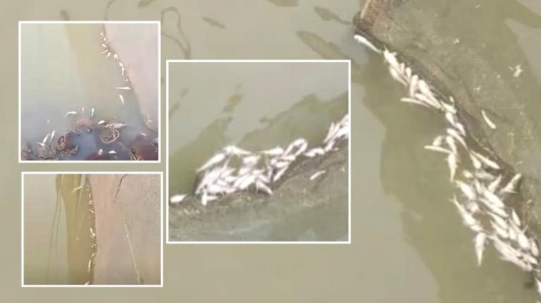 মধ্যনগরের ঘাসী নদীতে বিষ প্রয়োগে মাছ নিধন, দুই লাখ টাকার ক্ষতি