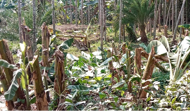 কাঁঠালিয়ায় কলা গাছের সাথে এ কেমন শক্রতা!