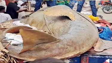 জেলের জালে ধরা পড়েছে ২৫মন ওজনের খটক মাছ,আড়াই লাখ টাকায় বিক্রি