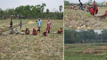 ন্যায্য দাম ও সংরক্ষণ সংকটে বিপাকে আলু চাষিরা