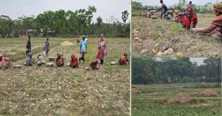 ন্যায্য দাম ও সংরক্ষণ সংকটে বিপাকে আলু চাষিরা