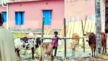 <small>দীর্ঘ এক যুগ পর </small> কাঁঠালিয়ার ঐহিত্যবাহী কৈখালী গরুর বাজার পুনরায় চালু