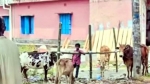 <small>দীর্ঘ এক যুগ পর </small> কাঁঠালিয়ার ঐহিত্যবাহী কৈখালী গরুর বাজার পুনরায় চালু