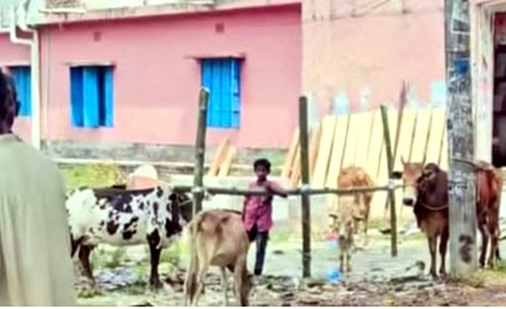 কাঁঠালিয়ার ঐহিত্যবাহী কৈখালী গরুর বাজার পুনরায় চালু
