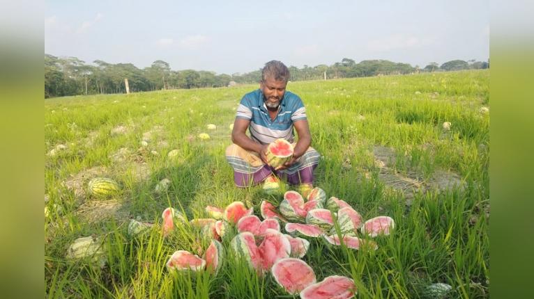 আমতলীতে তরমুজে দূবৃত্তদের দায়ের কোপ, কৃষকের স্বপ্ন ভঙ্গ