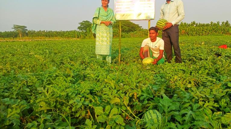কাউখালীতে পরিত্যক্ত জমিতে তরমুজের বাম্পার ফলন,হাসি ফুটেছে কৃষকের মুখে