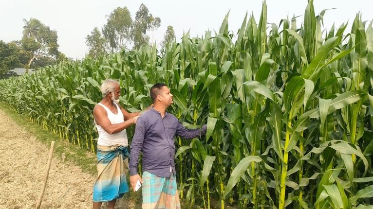 তিস্তার চরে আলু চাষ ছেড়ে ভুট্টা চাষে ঝুঁকছেন চাষিরা