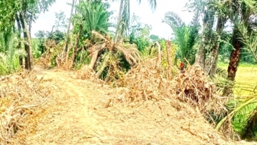 পটুয়াখালীর মির্জাগঞ্জে বনায়নের গাছ উপড়ে বেড়িবাঁধ সংস্কার