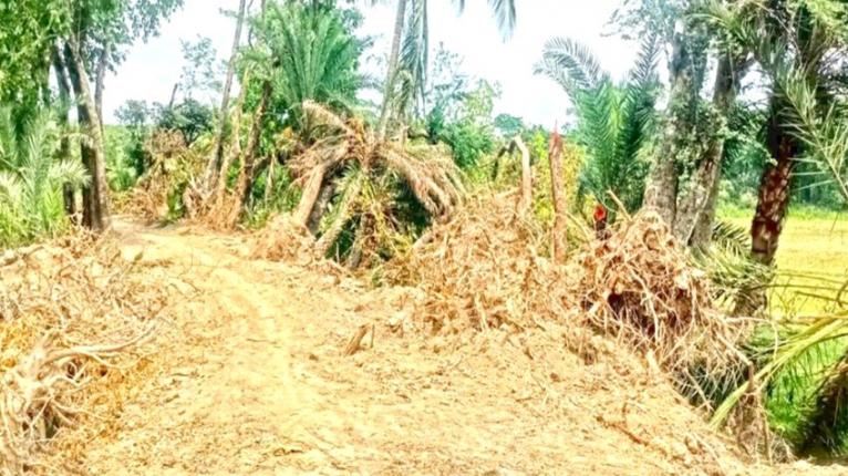 পটুয়াখালীর মির্জাগঞ্জে বনায়নের গাছ উপড়ে বেড়িবাঁধ সংস্কার