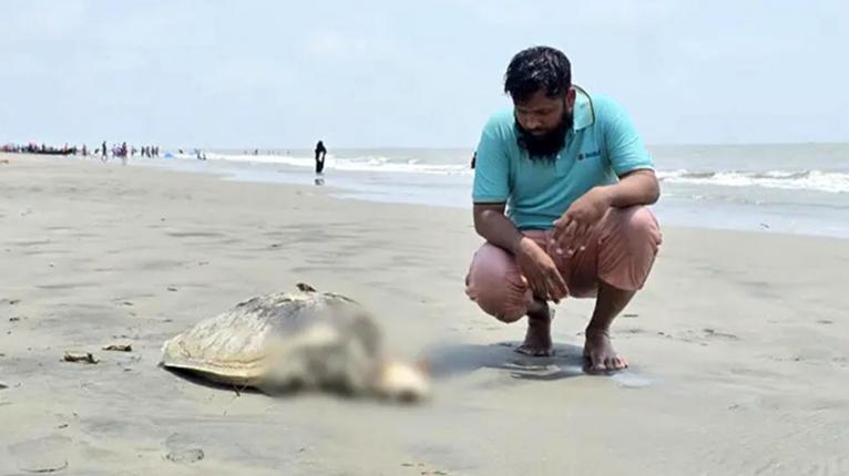 কুয়াকাটা সৈকতে ভেসে এলো বিরল প্রজাতির মৃত সামুদ্রিক কচ্ছপ
