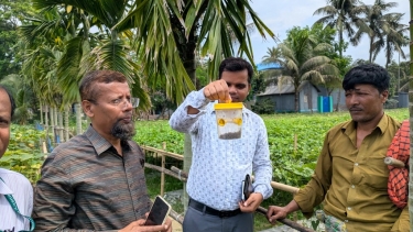 <small>আজকের রূপান্তরে সংবাদ প্রকাশ </small> সিংগাইরে বারোমাসি শসা খেত পরিদর্শনে কৃষি কর্মকর্তারা