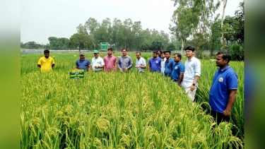 ফুলবাড়ীতে উন্নত জাতের ধান চাষে প্রদর্শনী, বাসমতিসহ ১২ জাতের সম্ভাবনা