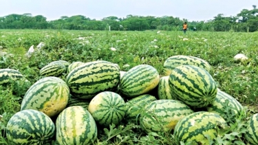 জৈব পদ্ধতিতে তরমুজ চাষ, খরচ কম, স্বাদ বেশি