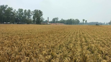 ঘাটাইলে ইট ভাটার আগুনে পুড়লো আড়াইশ বিঘা জমির ধান