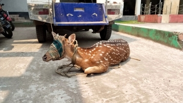 লালমোহনে ৪০ কেজি ওজনের চিত্রা হরিণ উদ্ধার