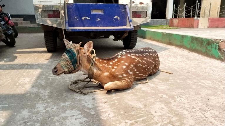 লালমোহনে ৪০ কেজি ওজনের চিত্রা হরিণ উদ্ধার