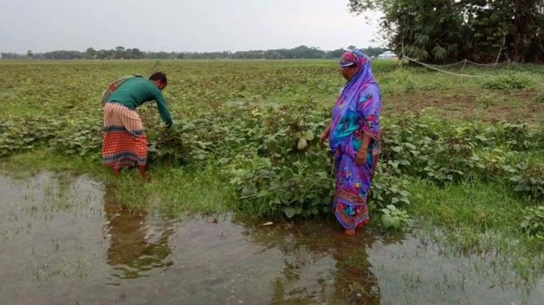 পটুয়াখালীতে অতিবৃষ্টিতে ফসলের ক্ষেত জলাবদ্ধতা, লোকসানের মুখে হাজারো কৃষক