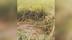 ভূঞাপুরে ধানের ক্ষেত হাত-পা বাঁধা বিবস্ত্র প্রতিবন্ধী তরুণীকে উদ্ধার