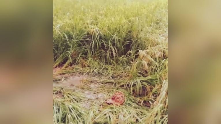ভূঞাপুরে ধানের ক্ষেত হাত-পা বাঁধা বিবস্ত্র প্রতিবন্ধী তরুণীকে উদ্ধার
