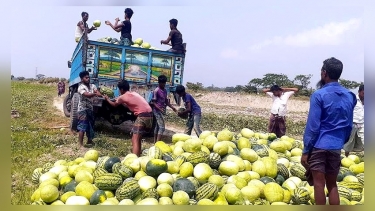 কয়রায় তরমুজ পরিবহনে চাঁদাবাজির অভিযোগ, ক্ষতিগ্রস্ত কৃষক-ব্যবসায়ীরা
