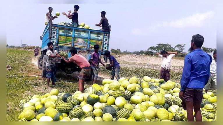 কয়রায় তরমুজ পরিবহনে চাঁদাবাজির অভিযোগ, ক্ষতিগ্রস্ত কৃষক-ব্যবসায়ীরা