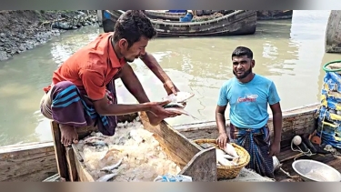 তেলের সংকটে ইলিশ আহরণে ভাটা, ক্ষতির মুখে জেলেরা