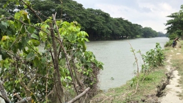 লেবুখালী ভাড়ানী খালে তীব্র ভাঙন, আতঙ্কে এলাকাবাসী
